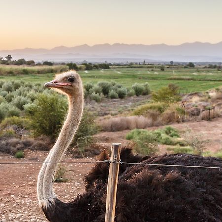 De Denne Country Guest House Oudtshoorn Zewnętrze zdjęcie