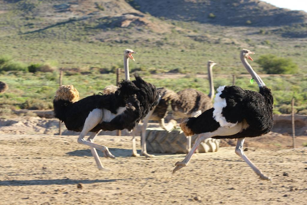 De Denne Country Guest House Oudtshoorn Zewnętrze zdjęcie