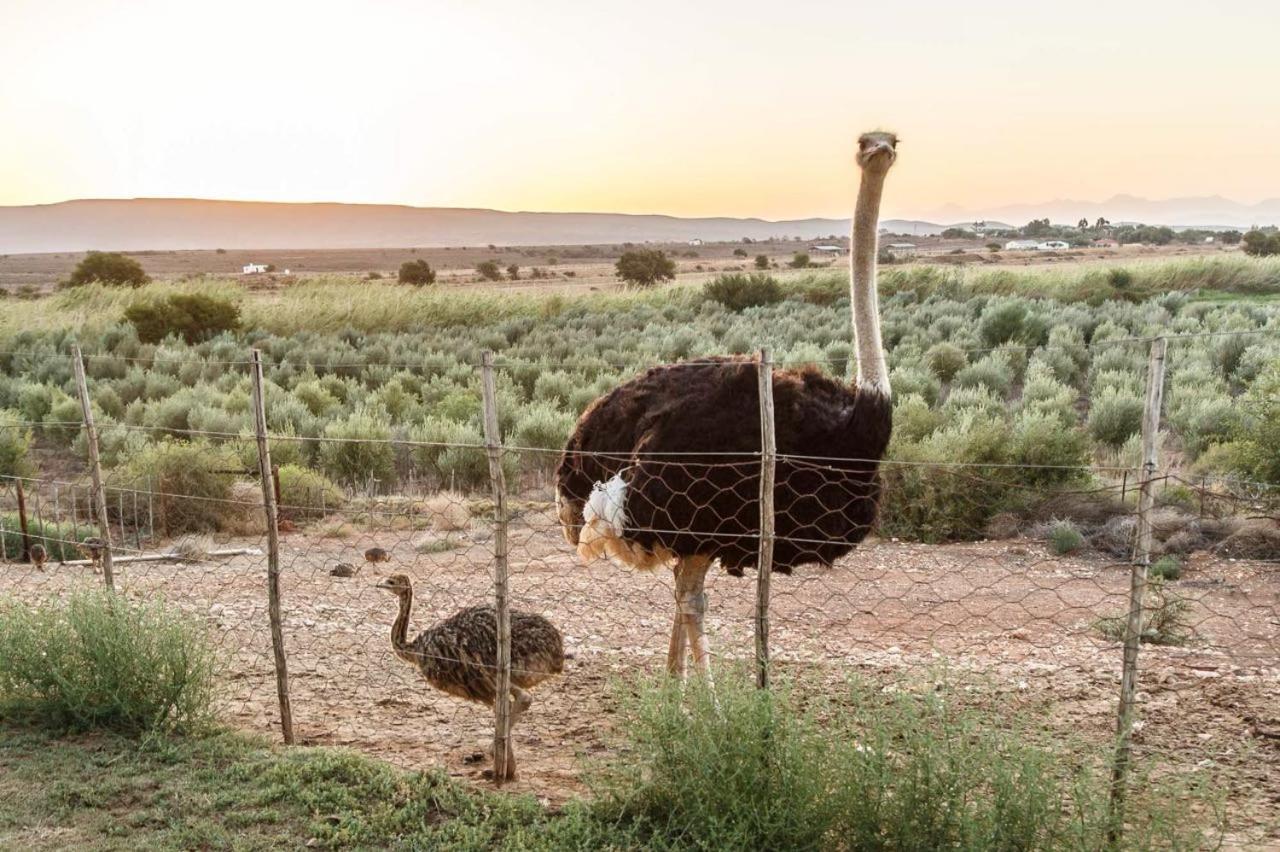 De Denne Country Guest House Oudtshoorn Zewnętrze zdjęcie