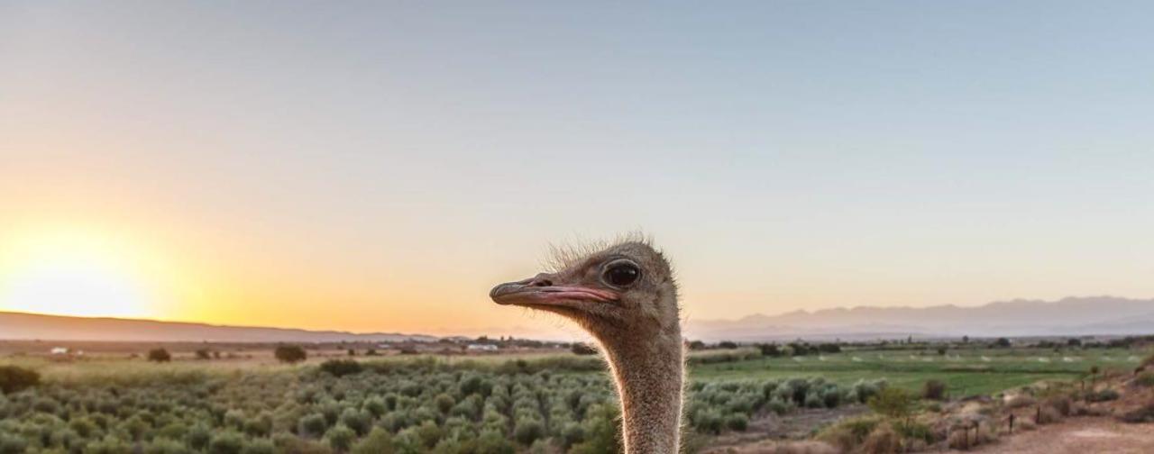 De Denne Country Guest House Oudtshoorn Zewnętrze zdjęcie